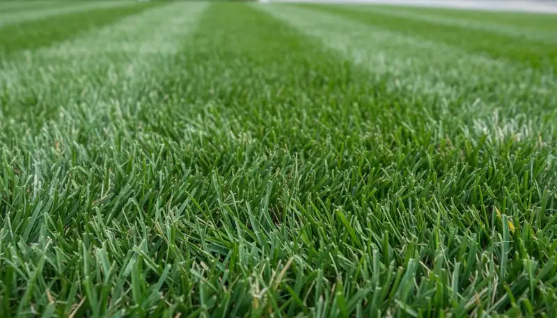 Close-up of freshly mowed grass showing precise, even cuts by professional landscapers in Chico, CA