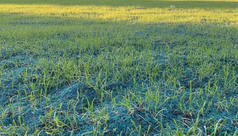 Hydroseeded grass seedlings sprouting in Chico, CA, showing healthy lawn germination by Chop Chop Landscaping
