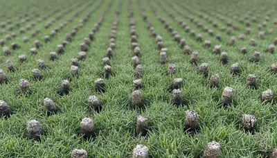 Close-up of soil core plugs from lawn aeration service in Chico, CA by Chop Chop Landscaping