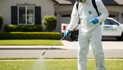 Lawn care technician spraying targeted weed control treatment in Chico, CA yard